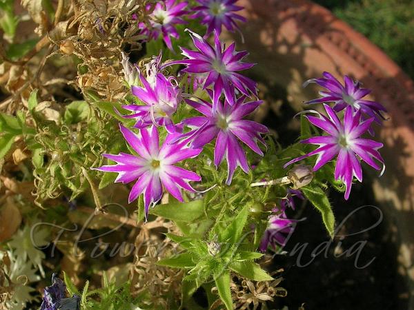 Phlox Twinkle